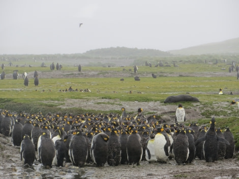 PLA27-17_24_Jan_Pic 1 Salisbury-Oceanwide Expeditions.jpg