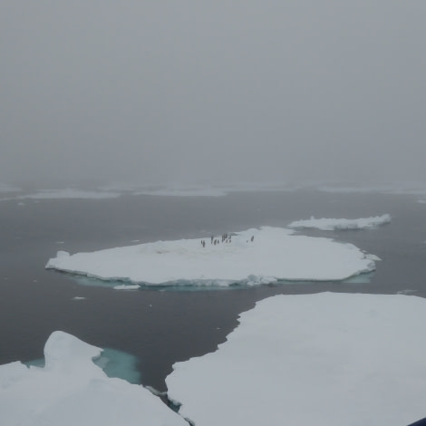 OTL27-17_27Jan, Day 15 Victoria Salem. Penguins on a floe-Oceanwide Expeditions.JPG