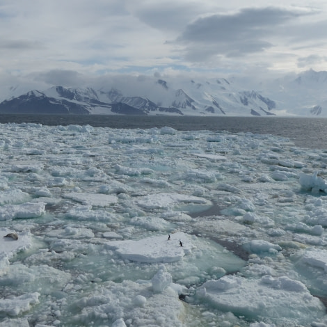 OTL27-17_05Feb,Day 23 Victoria Salem. Sea ice with wildlife-Oceanwide Expeditions.jpg