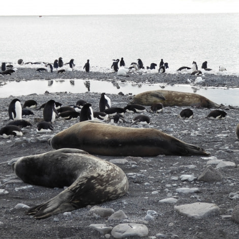 OTL27-17_03Feb,Day 21 Victoria Salem. Weddell seals, Franklin Island-Oceanwide Expeditions.jpg