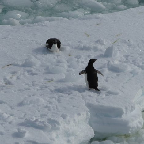OTL27-17_05Feb,Day 23 Victoria Salem. Adelie penguins on ice-Oceanwide Expeditions.jpg