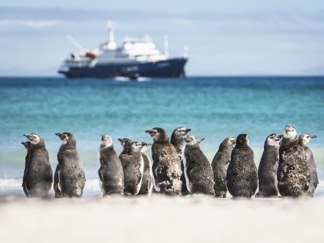 Saunders Island, Falklands,  © Fotografie Dietmar Denger-Oceanwide Expeditions21.jpg