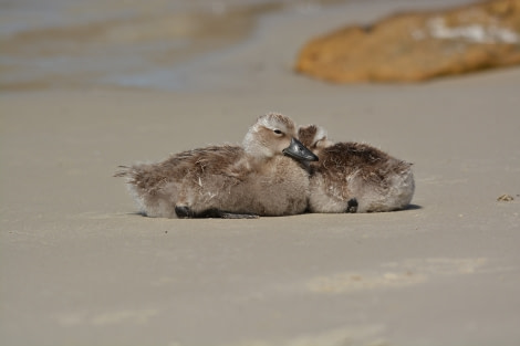 PLA27-17_20_Jan_Saunders Island, Falklands steamer duck chicks-Oceanwide Expeditions.jpg