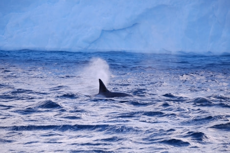 Orca, Brown Bluff, Antarctica © Cecilia Vanman-Oceanwide Expeditions.jpg