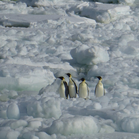 OTL27-17_05Feb,Day 23 Victoria Salem. Emperor penguins 2-Oceanwide Expeditions.jpg