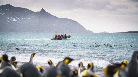 South Georgia © Fotografie Dietmar Denger-Oceanwide Expeditions91.jpg