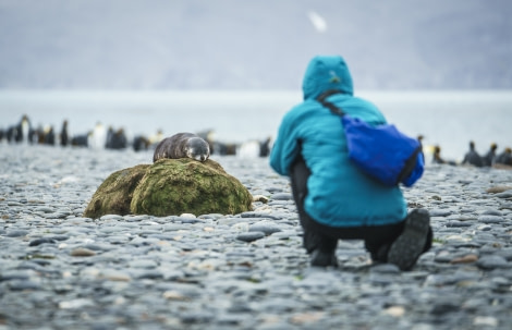 Falklands, South Georgia, Ant Peninsula © Fotografie Dietmar Denger-Oceanwide Expeditions67.jpg