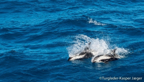 PLA27-17_22_Jan two hourglass dolphins at sea-Oceanwide Expeditions.jpg
