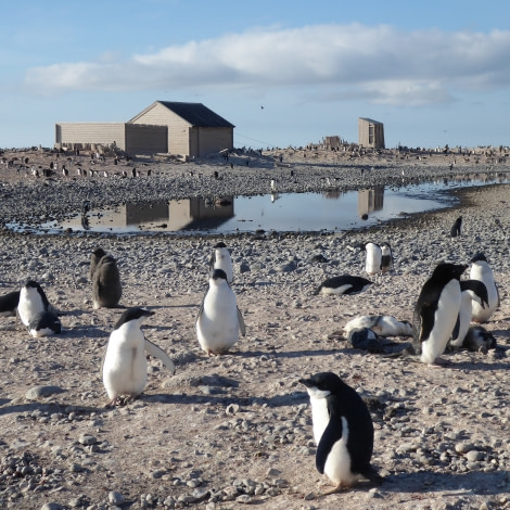 OTL27-17_06Feb, Day 24 Victoria Salem. Hut & penguins, Cape Adare 2-Oceanwide Expeditions.JPG