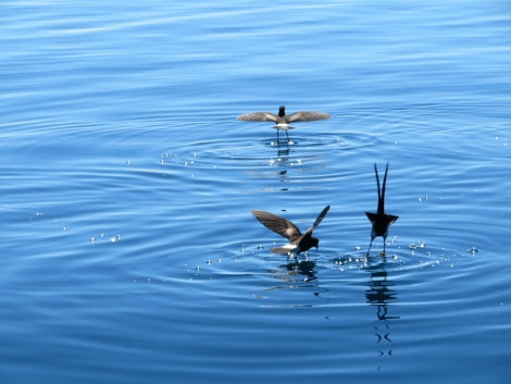 PLA27-17_26_Jan_Wilson's storm petrels at Godthul 2-Oceanwide Expeditions.jpg