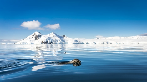 Swimming Fur seal © Dietmar Denger - Oceanwide Expeditions.jpg