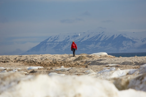 North Spitsbergen Polar Bear Special, June © Markus Eichenberger-Oceanwide Expeditions (96).jpg