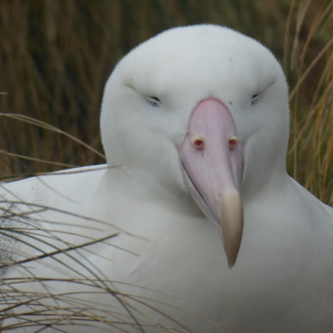 Ross Sea, Southern Royal albatross on Campbell Island © Victoria Salem - Oceanwide Expeditions.jpg