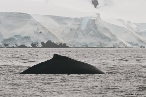 PLA31-17,20170320_GérardBodineau_FoynHarbour_HumpbackWhale-Oceanwide Expeditions.jpg