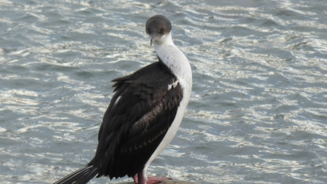 OTL28-17, Ross Sea,Day 28 Victoria Salem.  Blue-eyed shag, Danco Island-Oceanwide Expeditions.JPG