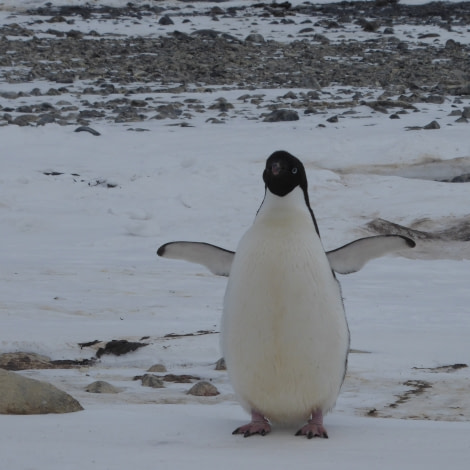 OTL28-17, Ross Sea,Day 11 Victoria Salem. Franklin Island Adelie penguin 1-Oceanwide Expeditions.JPG