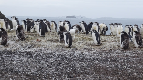 OTL28-17, Ross Sea,Day 29 Victoria Salem.  Aitcho Chinstraps 1-Oceanwide Expeditions.JPG