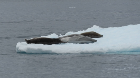 OTL29-17,Day 5 Victoria Salem. Crabeaters on ice, Cuverville Island-Oceanwide Expeditions.JPG