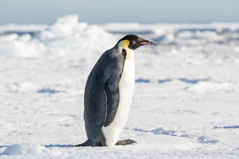 OTL28-17, Ross Sea,170302b_Ross-Sea_ice_085© Rolf Stange-Oceanwide Expeditions.jpg