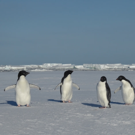 OTL28-17, Ross Sea,Day 17 Victoria Salem. Adelie penguins-Oceanwide Expeditions.JPG