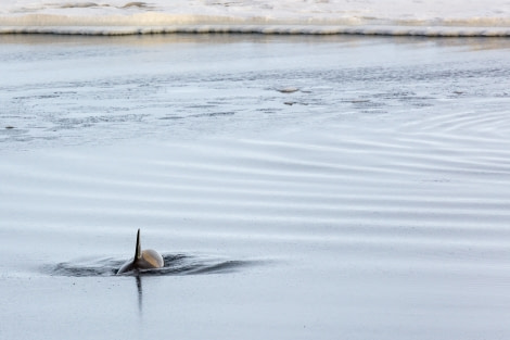 OTL28-17, Ross Sea,170227_McMurdo-Sound_Ice_14© Rolf Stange-Oceanwide Expeditions.jpg