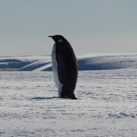 OTL28-17, Ross Sea,Day 17 Victoria Salem. Emperor on ice-Oceanwide Expeditions.JPG