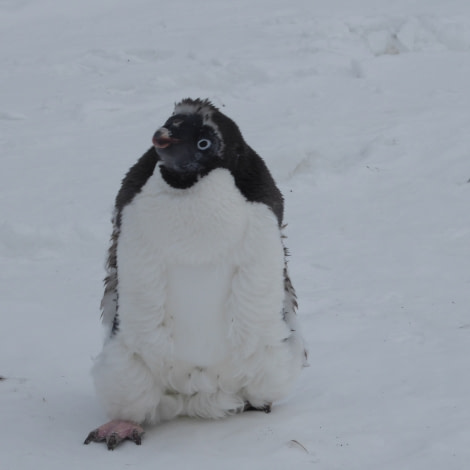 OTL28-17, Ross Sea,Day 11 Victoria Salem. Franklin Island moulting Adelie penguin-Oceanwide Expeditions.JPG