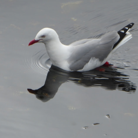 OTL28-17, Ross Sea,Day 3 Victoria Salem. Red-billed gull-Oceanwide Expeditions.JPG