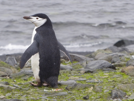 OTL29-17,Day 4 Victoria Salem. One Chinstrap penguin, Half Moon Island-Oceanwide Expeditions.JPG