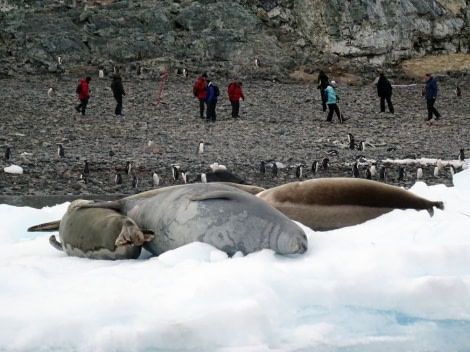 PLA31-17,20170322_SonjaHeinrich_SealsCuverville-Oceanwide Expeditions.jpg