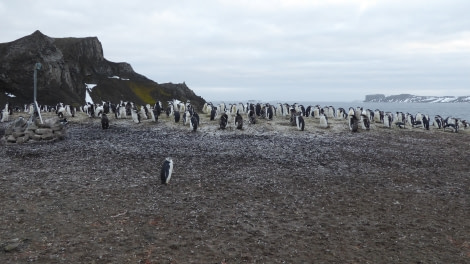 OTL28-17, Ross Sea,Day 29 Victoria Salem.  Aitcho Island 2-Oceanwide Expeditions.JPG