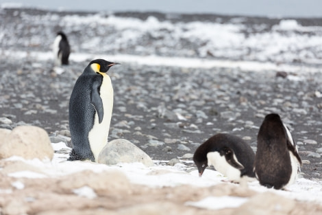 OTL28-17, Ross Sea,170225_Franklin-Island_072© Rolf Stange-Oceanwide Expeditions.jpg