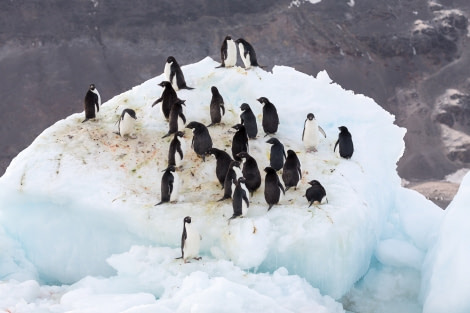 OTL28-17, Ross Sea,170222_Cape-Adare_49© Rolf Stange-Oceanwide Expeditions.jpg