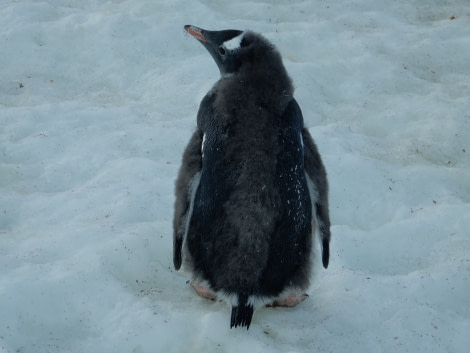 OTL28-17, Ross Sea,day 28 Danco 4 Lynn-Oceanwide Expeditions.jpg