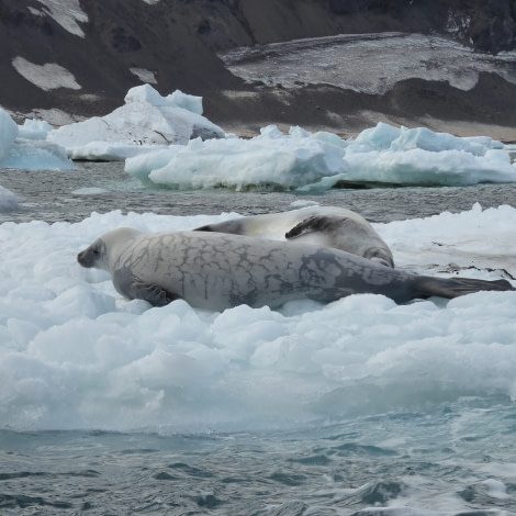 OTL28-17, Ross Sea,Day 8 Victoria Salem. Crabeater seals-Oceanwide Expeditions.JPG