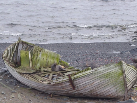 OTL29-17,Day 4 Victoria Salem. Boat with Fur seals on Half Moon Island-Oceanwide Expeditions.JPG