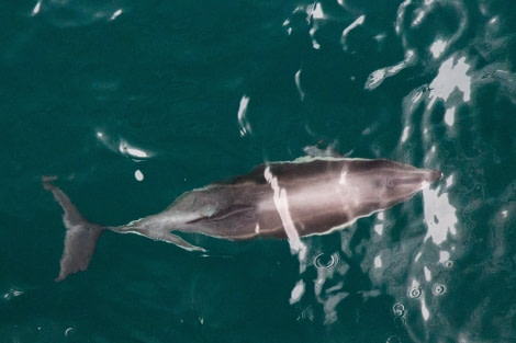 OTL28-17, Ross Sea,Day 31 170316_Dolphins_11 © Rolf Stange-Oceanwide Expeditions.jpg