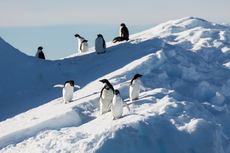 OTL28-17, Ross Sea,170302b_Ross-Sea_ice_108© Rolf Stange-Oceanwide Expeditions.jpg