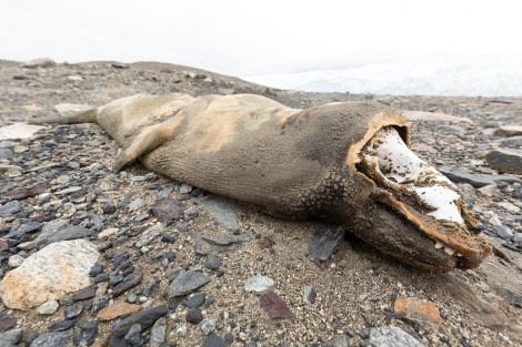 OTL28-17, Ross Sea,170226_Taylor-Valley_205© Rolf Stange-Oceanwide Expeditions.jpg