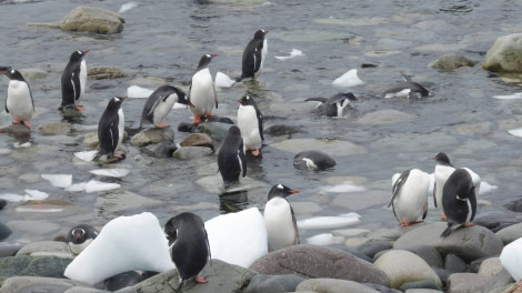 OTL29-17,Day 5 Victoria Salem. Many Gentoos, Cuverville Island-Oceanwide Expeditions.JPG