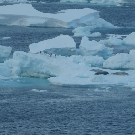 OTL28-17, Ross Sea,Day 18 Victoria Salem. Penguins & seals-Oceanwide Expeditions.JPG