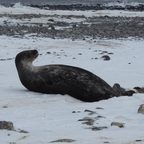 OTL28-17, Ross Sea,Day 11 Victoria Salem. Franklin Island Weddell seal 2-Oceanwide Expeditions.JPG