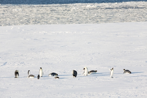 OTL28-17, Ross Sea,170302a_Ross-Sea_ice_127© Rolf Stange-Oceanwide Expeditions.jpg