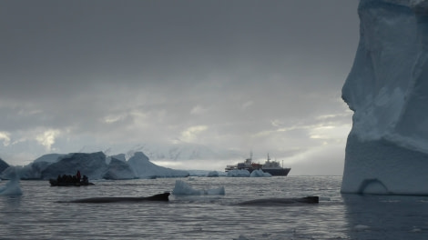 OTL29-17,Day 5 Victoria Salem. Whale watching off Cuverville Island 2-Oceanwide Expeditions.JPG