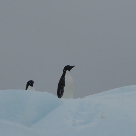 OTL28-17, Ross Sea,Day 9 Victoria Salem. Adelies on ice-Oceanwide Expeditions.JPG