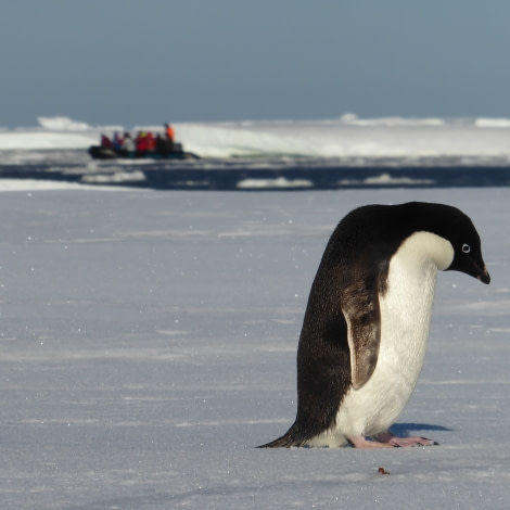 OTL28-17, Ross Sea,Day 17 Victoria Salem. Adelie in foreground, zodiac in background-Oceanwide Expeditions.JPG