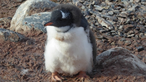 OTL29-17,Day 5 Victoria Salem. One young Gentoo, Cuverville Island-Oceanwide Expeditions.JPG