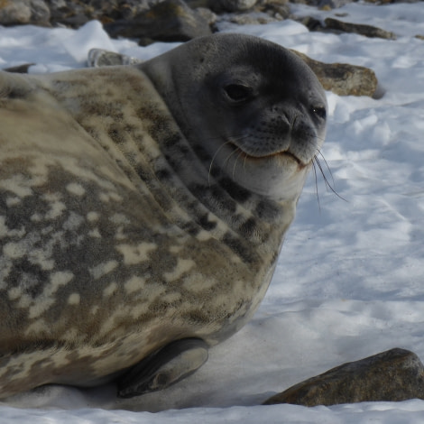 OTL28-17, Ross Sea,Day 10 Victoria Salem. Gondwana Station Weddell seal 1-Oceanwide Expeditions.JPG