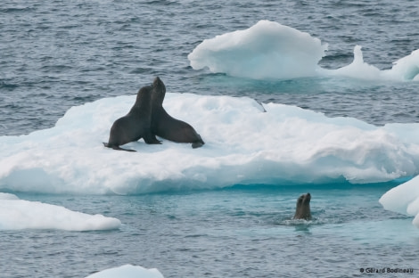 PLA31-17,20170320_GérardBodineau_Cuverville_FurSeals-Oceanwide Expeditions.jpg