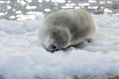 OTL28-17, Ross Sea,170222_Cape-Adare_66© Rolf Stange-Oceanwide Expeditions.jpg